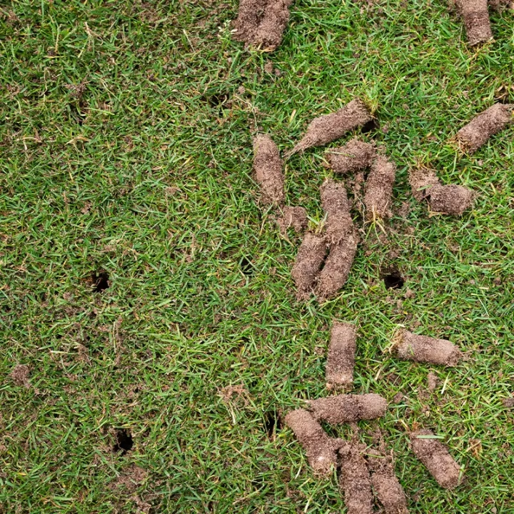 Lawn Aeration Companies