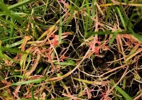 Disease Management Services