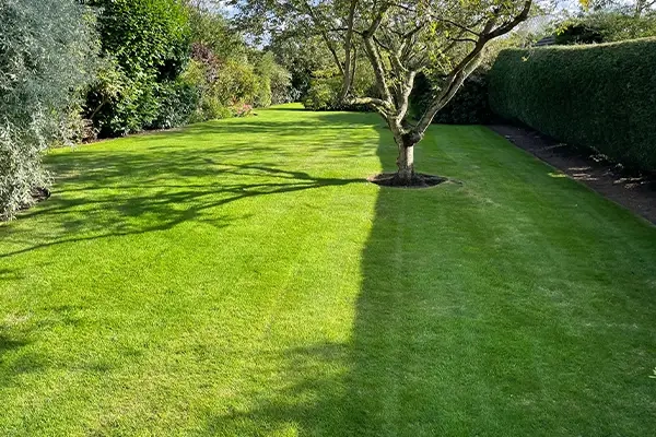 Late Summer Treatments